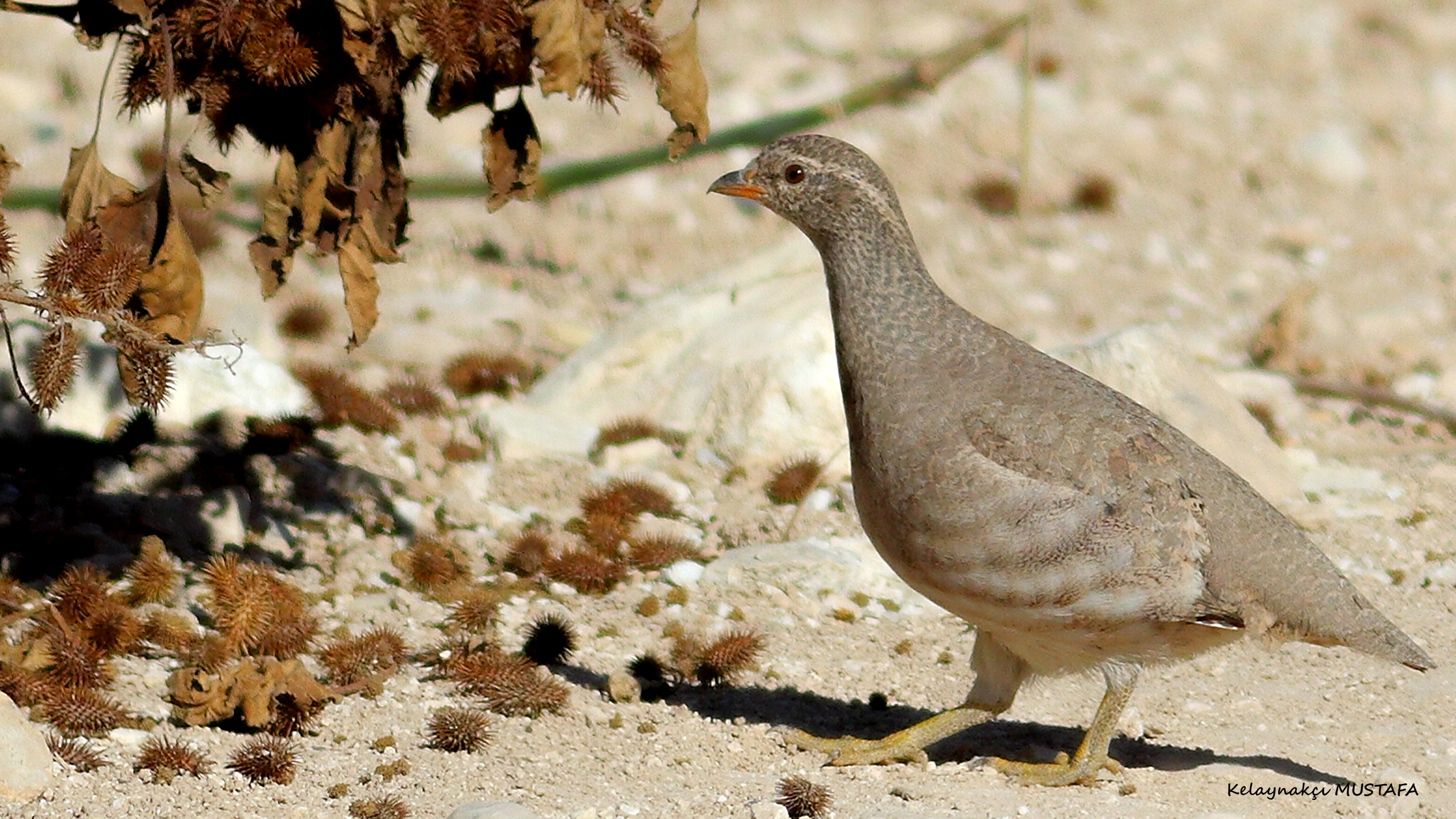 See-see Partridge — Ana fotoğraf